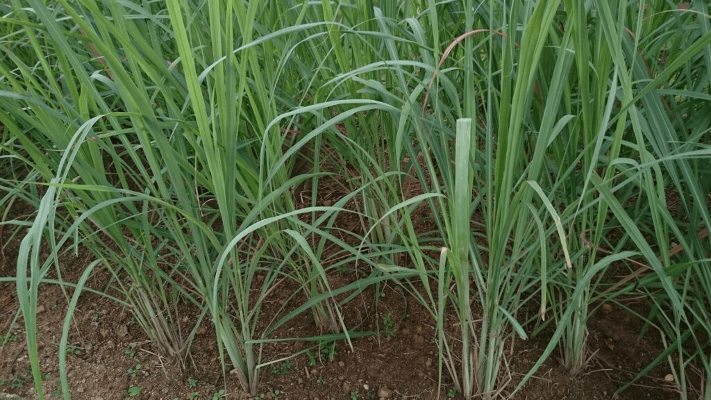 Lemongrass Essential Oil