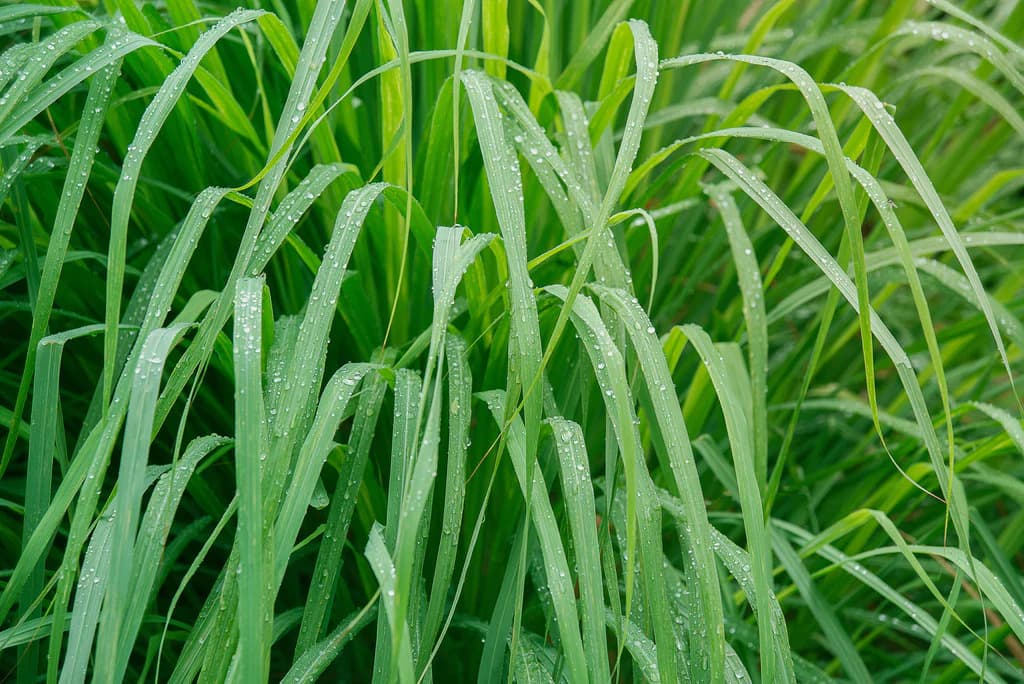 Citronella Essential Oil