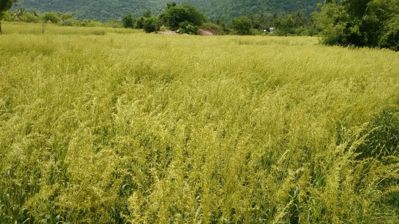 Citro Essential Oils production