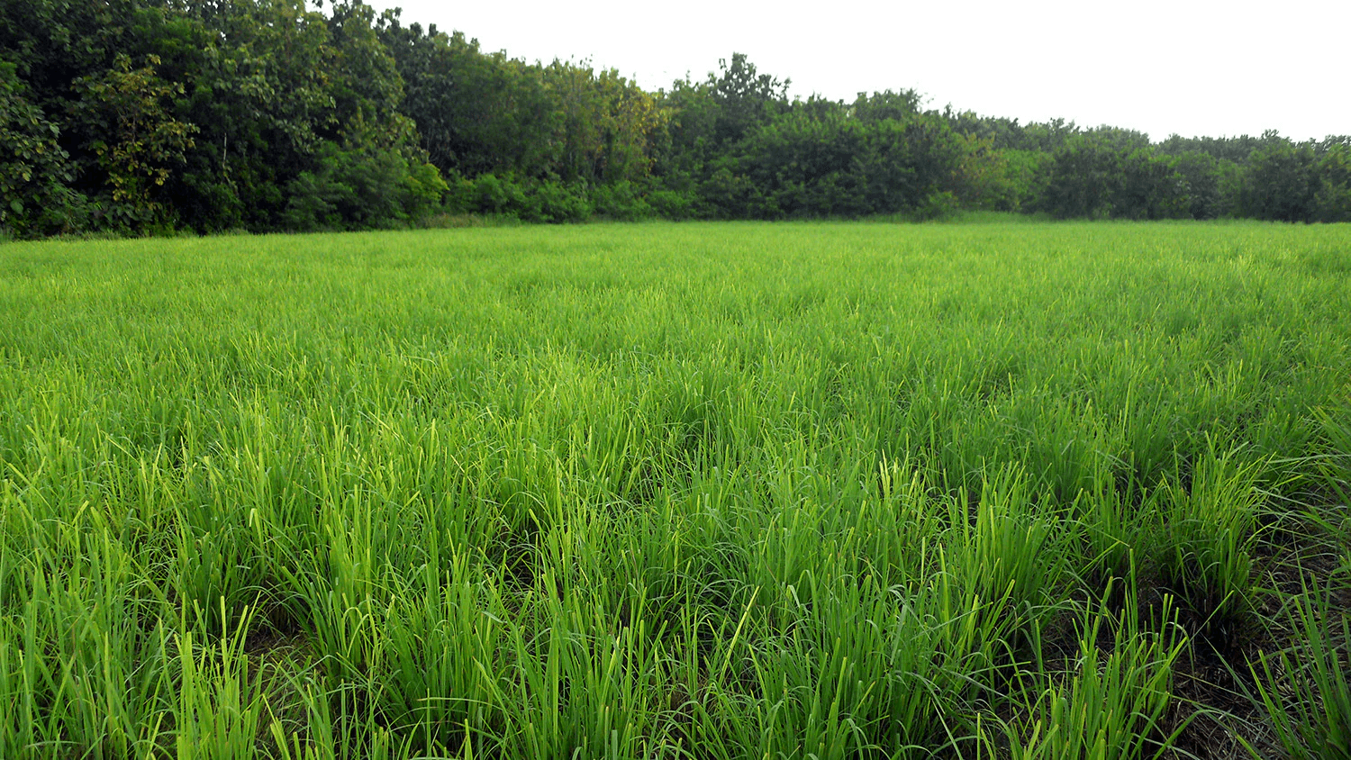 Essential oil production process