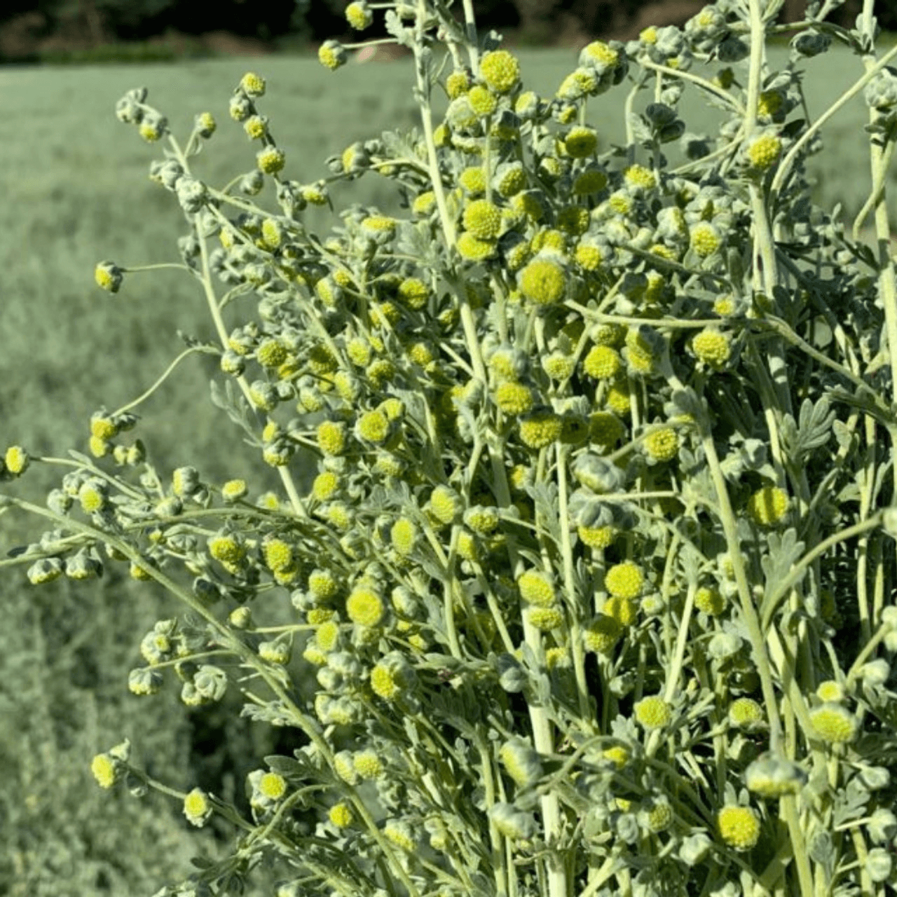 Davana Essential Oil