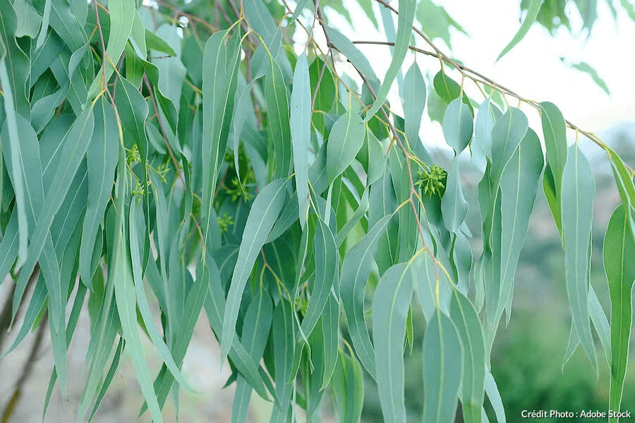 Eucalyptus Essential Oil