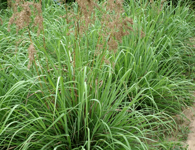 Ginger Grass Essential Oil - Sukkanari