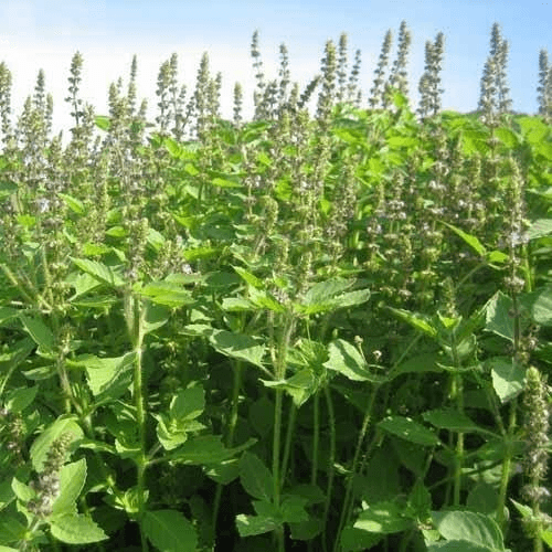 Ocimum Sanctum (Holy Basil) Essential Oil