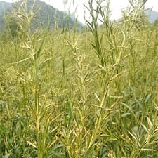 Palmarosa Essential Oil