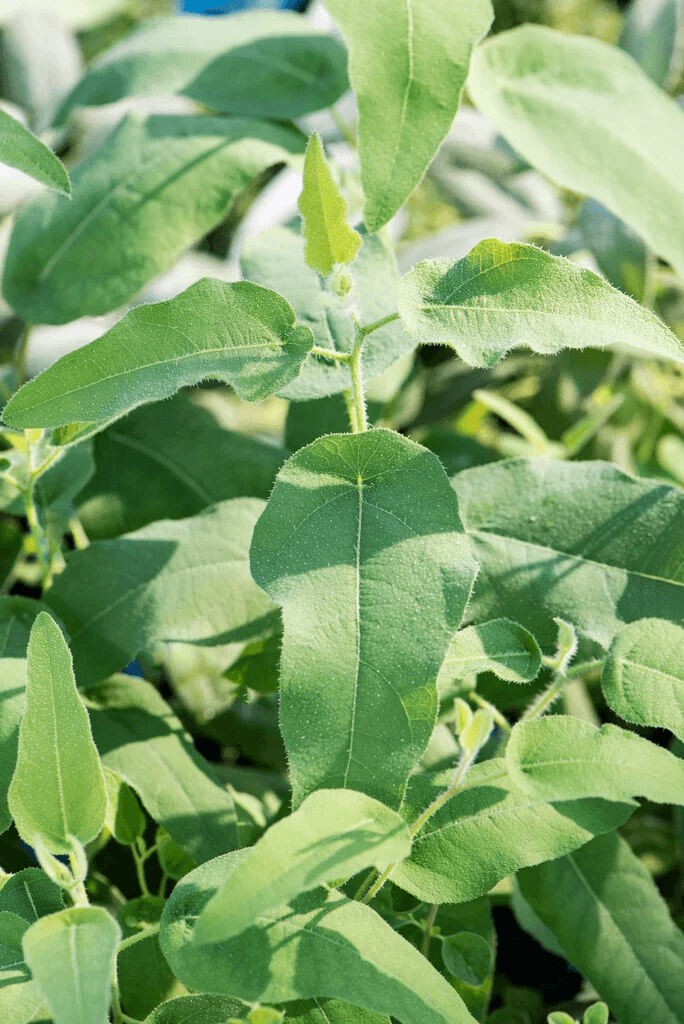 Eucalyptus Citriodora Essential Oil